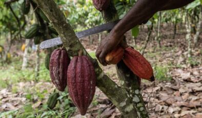 Çikolata severlere kötü haber: Kakao kıtlığı riski büyüyor