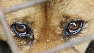 Aydın'ın Efeler ilçesindeki 11 köpeğin boş arazide ölü bulunmasıyla ilgili