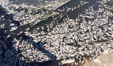 Büyük Menderes’te toplu balık ölümleri
