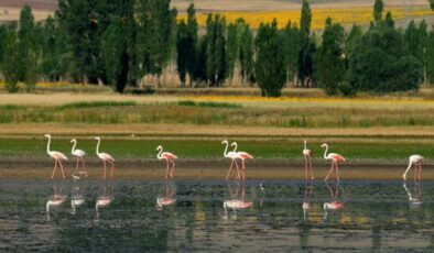 Seyfe Gölü’nde kuruma krizi: 187 kuş türünün geleceği endişeli
