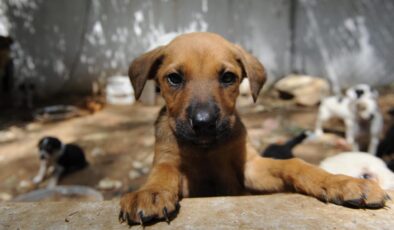 “Hayvanlar için Adalet” 718 avukat imza topladı