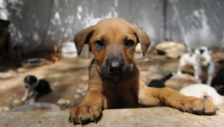 “Hayvanlar için Adalet” 718 avukat imza topladı