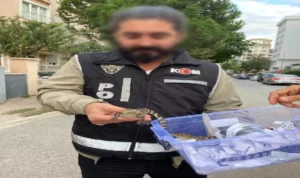 Operasyonda şüpheli gözaltına alınırken yavru timsahlar Doğa Koruma ve Milli