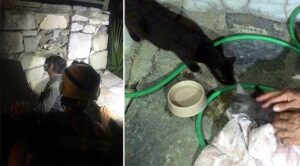 İzmir’in Urla ilçesinde elektrik panosuna sıkışan yavru kedi ekiplerce kurtarıldı.