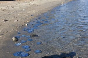 Foça’da denizanası istilası kasım ayında da devam ediyor İZMİR’in ilçesi