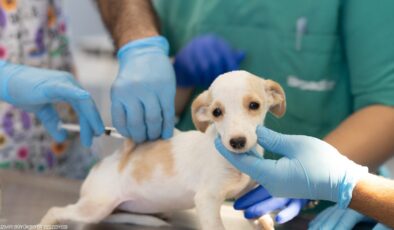 İzmir’de Türkiye’nin ilk kamu hayvan hastanesi açılıyor: Can dostlar güvende olacak