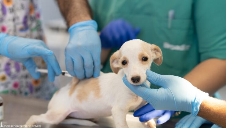 İzmir’de Türkiye’nin ilk kamu hayvan hastanesi açılıyor: Can dostlar güvende olacak