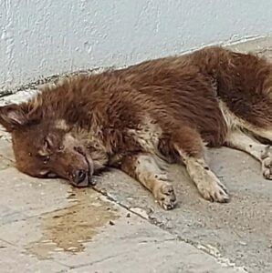 Muğla’nın Bodrum ilçesinde zehirlendiği belirtilen 3 köpek öldü, 1’i ise tedaviye