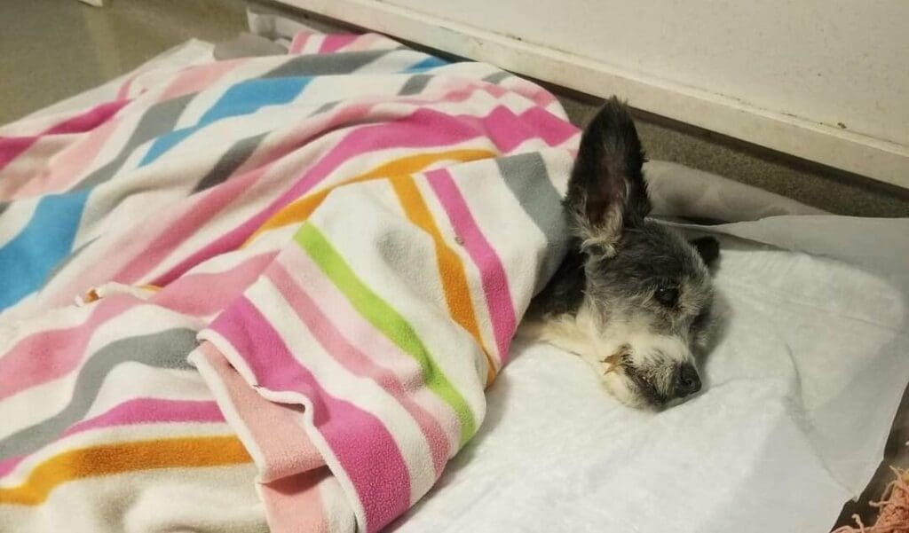Dolandırıcılık iddiasıyla gündeme gelmişlerdi… Talu çiftinin bırakıp gittikleri köpek öldü