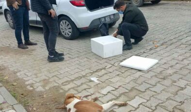 Aydın’da köpek katliamı büyüyor