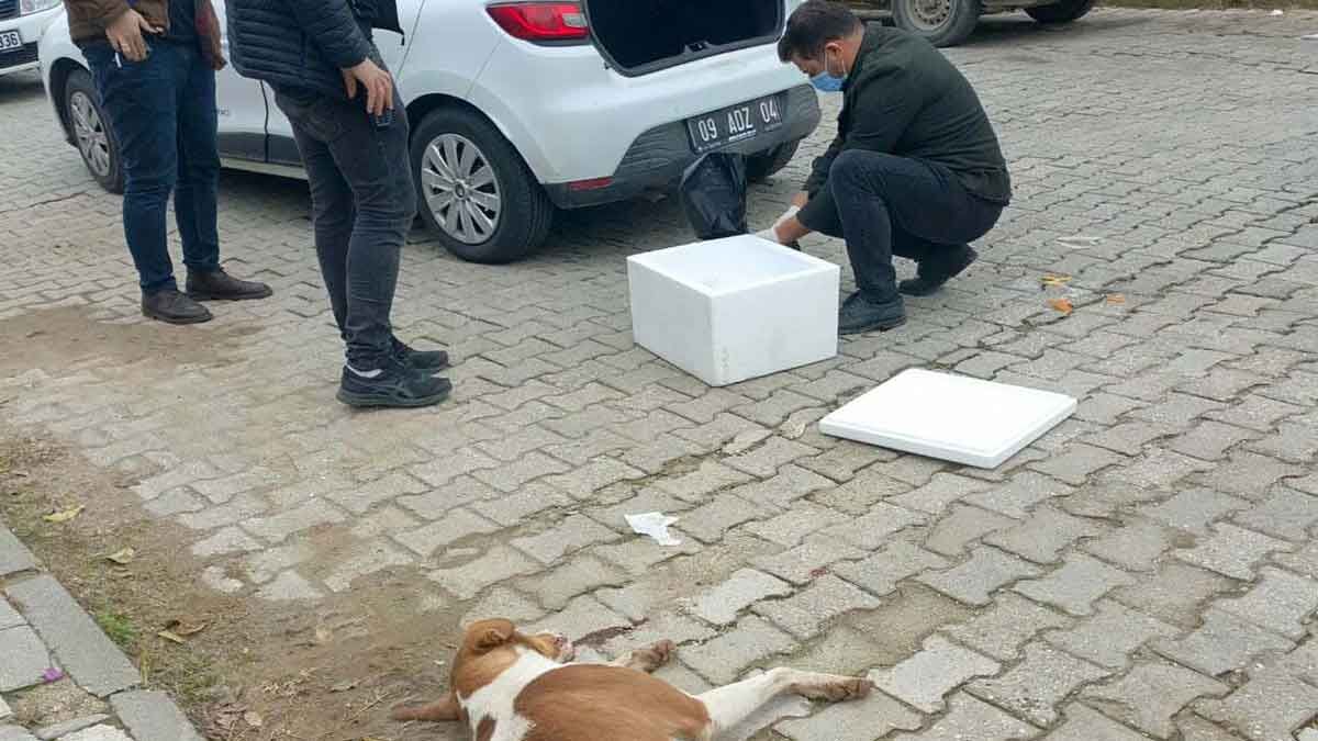 Aydın’ın Nazilli ilçesindeki köpek ölümleri, Köşk ilçesine de sıçradı. Nazilli’de