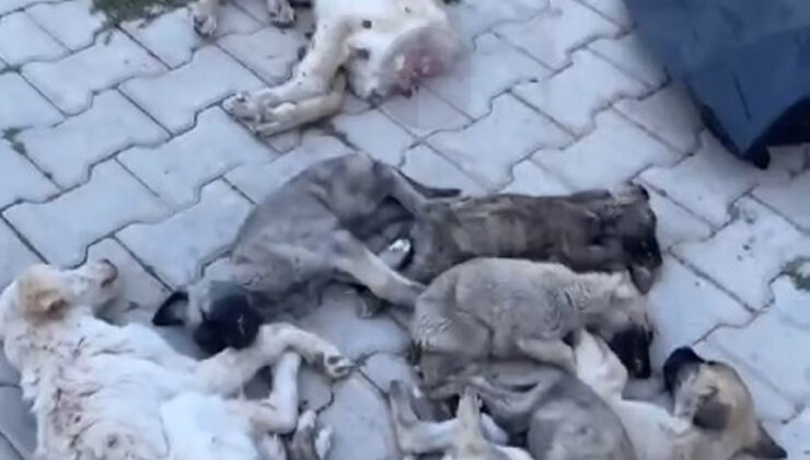 Aç kalan köpeklerin, hemcinslerini yediği iddiasında şok görüntüler
