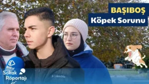 Şehirlerimizde her geçen gün artan başıboş köpek sorunuyla ilgili olarak