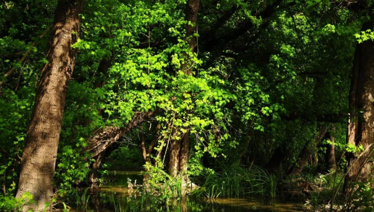 İzmir’in 4 ilçesinde bazı bölgelerin ‘orman statüsü’ kaldırıldı