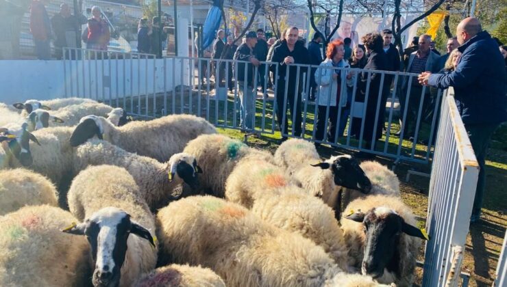 İzmir’de üreticiye dev destek: 5 yılda 10 bin küçük baş hayvan dağıtıldı