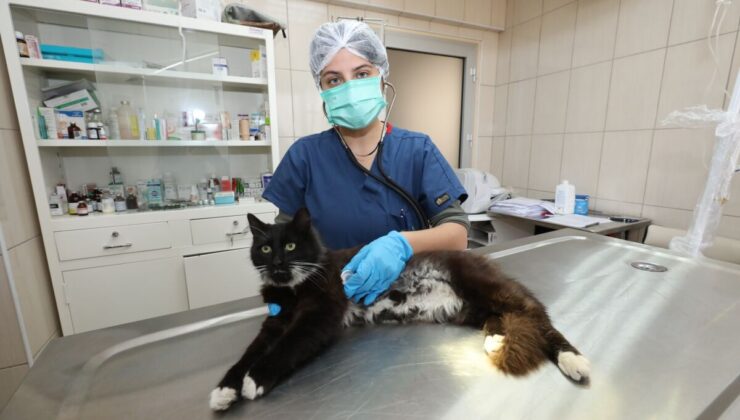 Gaziemir’den veteriner sağlık hizmeti: 27 bin 631 hayvanın tedavisi yapıldı