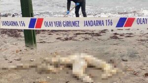 Bodrum sahilinde sahipsiz erkek cesedi bulundu: Kaçak göçmen olabileceği düşünülüyor.