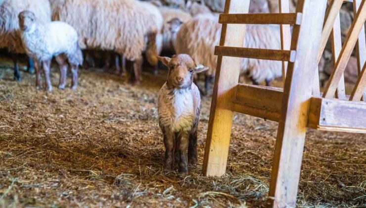 Kaçeli koyunlarının ilk yavruları Olivelo’da gözlerini açtı