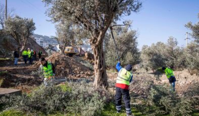 Buca Onat Tüneli için 45 zeytin ağacının yeri değiştiriliyor: Ağaçlar koruma altında