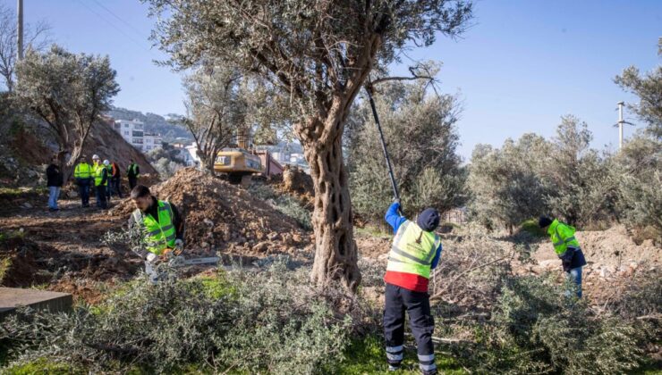 Buca Onat Tüneli için 45 zeytin ağacının yeri değiştiriliyor: Ağaçlar koruma altında