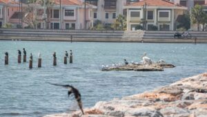 İzmir Büyükşehir Belediye Başkanı Tunç Soyer, Yaşayan Parklar projesi kapsamında