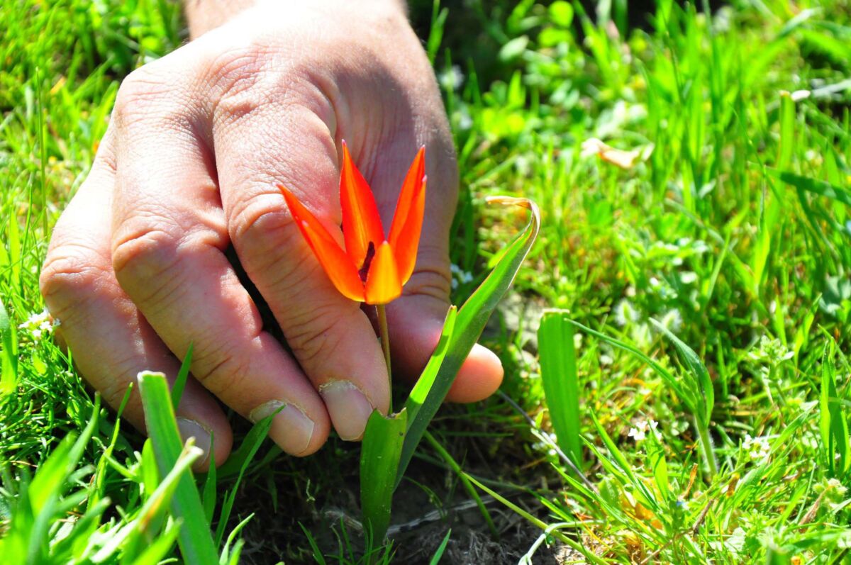 Manisa Spil Dağı Milli Parkı’nda senede 1 kez nisan ayında