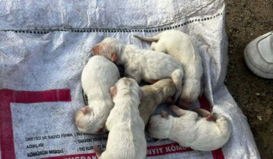 Çöp konteynerinde çuvalla atılmış 6 yavru köpek bulundu