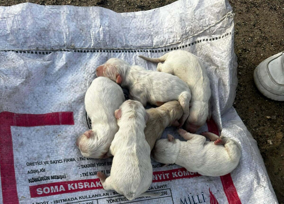 Çöp konteynerinde çuvalla atılmış 6 yavru köpek bulundu