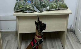 10 kilo uyuşturucuyu narkotik köpeği ‘Aysar’ buldu