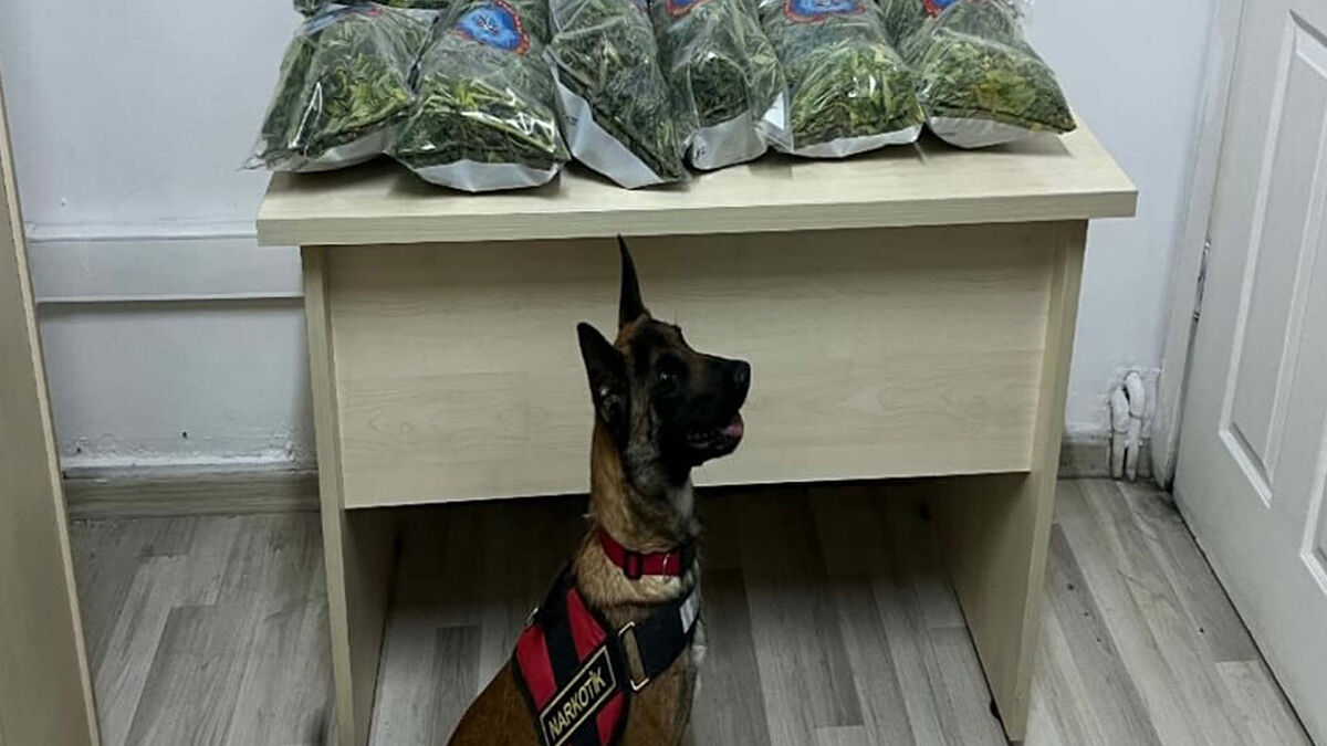 İzmir İI Jandarma Komutanlığı ekipleri, uyuşturucu veya uyarıcı madde imal