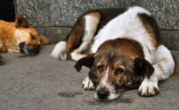 Sokak hayvanlarını ‘uyutma’ gündemde, yasa teklifi hazırlanıyor