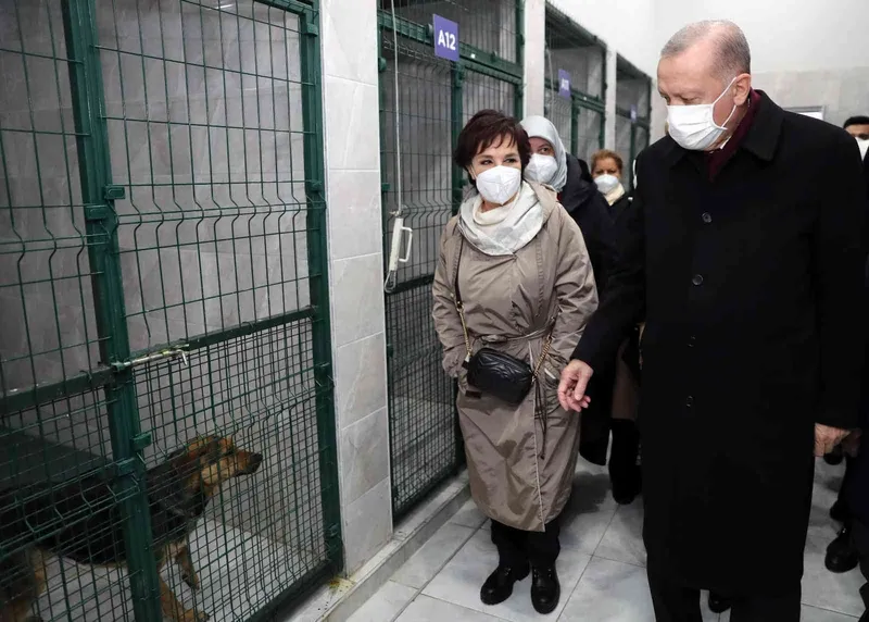 Cumhurbaşkanı Erdoğan’dan sokak köpekleri düzenlemesi: ‘Bu iş çığrından çıktı; bir an önce halledin artık’