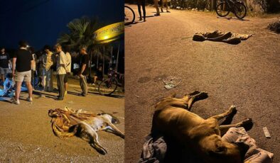 İzmir’de 6 köpek zehirlenerek öldürüldü