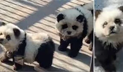 Hayvanat bahçesindeki ‘pandalar’ köpek çıktı… Ziyaretçiler tepkili!