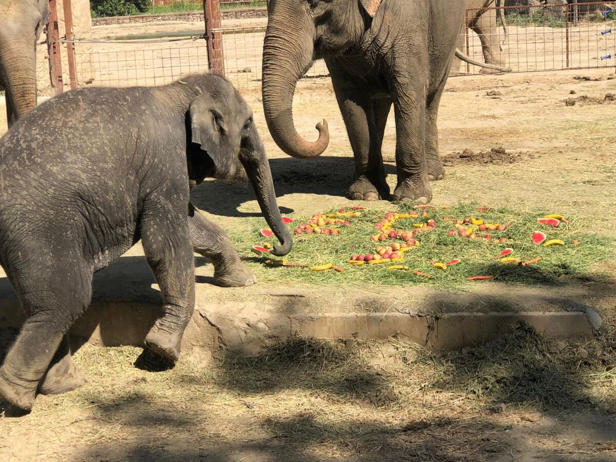 İzmir Büyükşehir Belediyesi Veteriner İşleri Halk Sağlığı Dairesi Başkanlığı bünyesinde