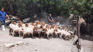 İzmir Büyükşehir Belediyesi, Çeşme’de geçmişte sürüler halinde yetiştirilen ancak günümüzde