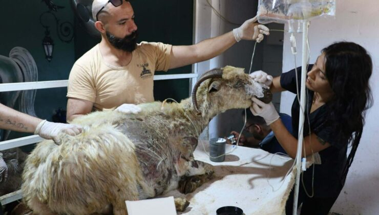 Mardin-Diyarbakır sınırındaki yangında yaralanan 26 hayvan ‘Kurtarılmış Hayvan Çiftliği’nde