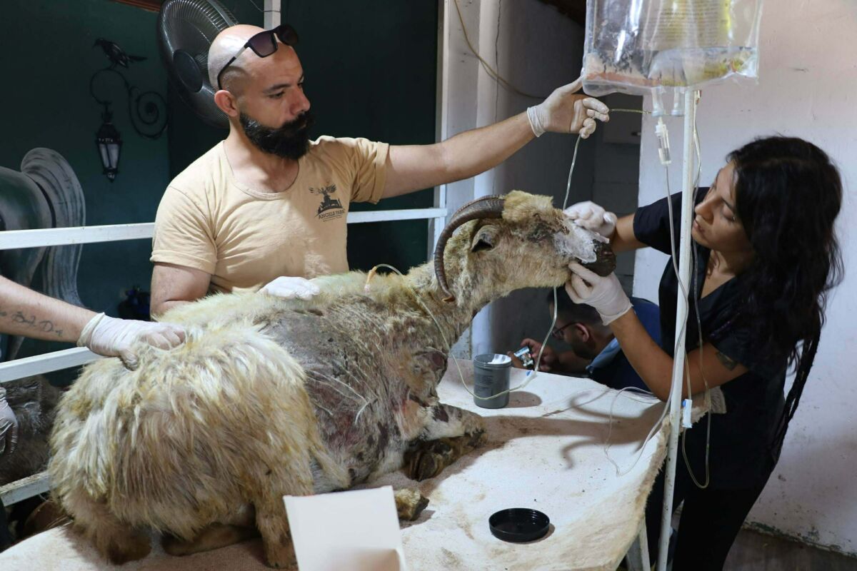 İzmir’in Kemalpaşa ilçesindeki Angels Farm Kurtarılmış Hayvan Çiftliği’ne, Türkiye genelindeki