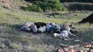 Sokak hayvanları haberleri
Köpek haberleri
Vahşet haberleri
Canlı haberleri
Gündem haberleri
Hak temelli haberler