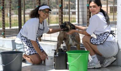 Bunaltan sıcaklarda can dostlar unutulmadı: Gönüllü pet kuaförleri köpekleri traş edip yıkadı