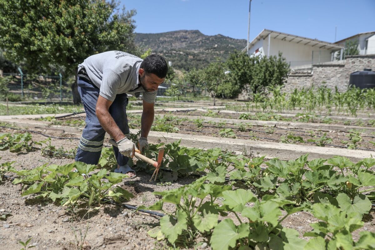 Karşıyaka Belediyesi, yerel tohumları ve tarımsal üretimde ürün çeşitliliğini korumak