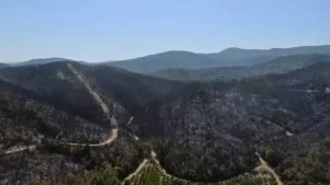 İzmir’in Selçuk ve Menderes ilçelerinde dün çıkan yangınlarda, onlarca dönüm