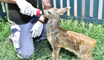 Doğal Yaşam Parkı’nın sevimli misafiri Yavru Karaca Seval biberonla besleniyor