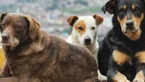 AK Parti, sahiplenilmeyen köpeklere ötanazi uygulanmasını öngören yasa teklifinde taslak