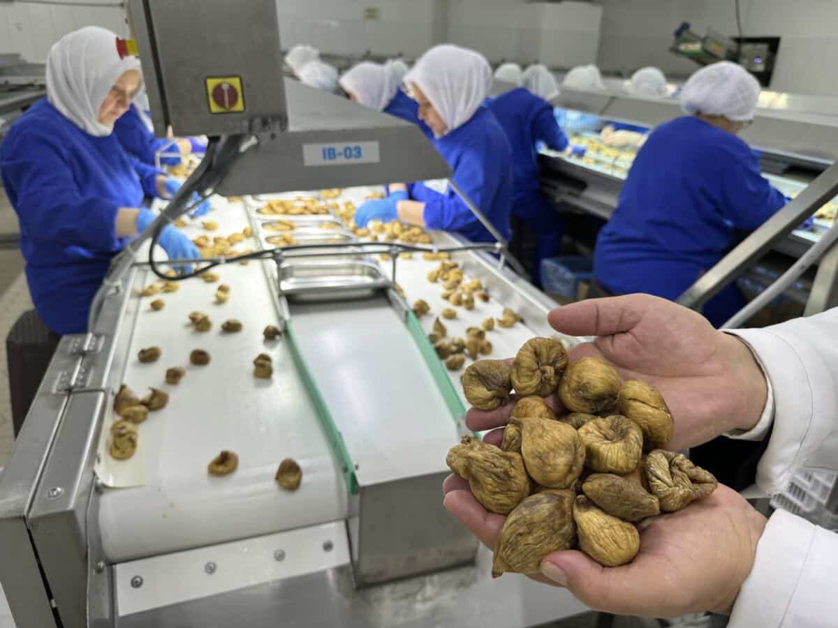 Türkiye’nin geleneksel ihracatçı sektörlerinden kuru meyve sektöründe ihracat 2024 yılının