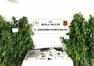 Muğla’nın Ortaca ilçesinde jandarmanın düzenlediği operasyonda 250 kök hintkeneviri ve