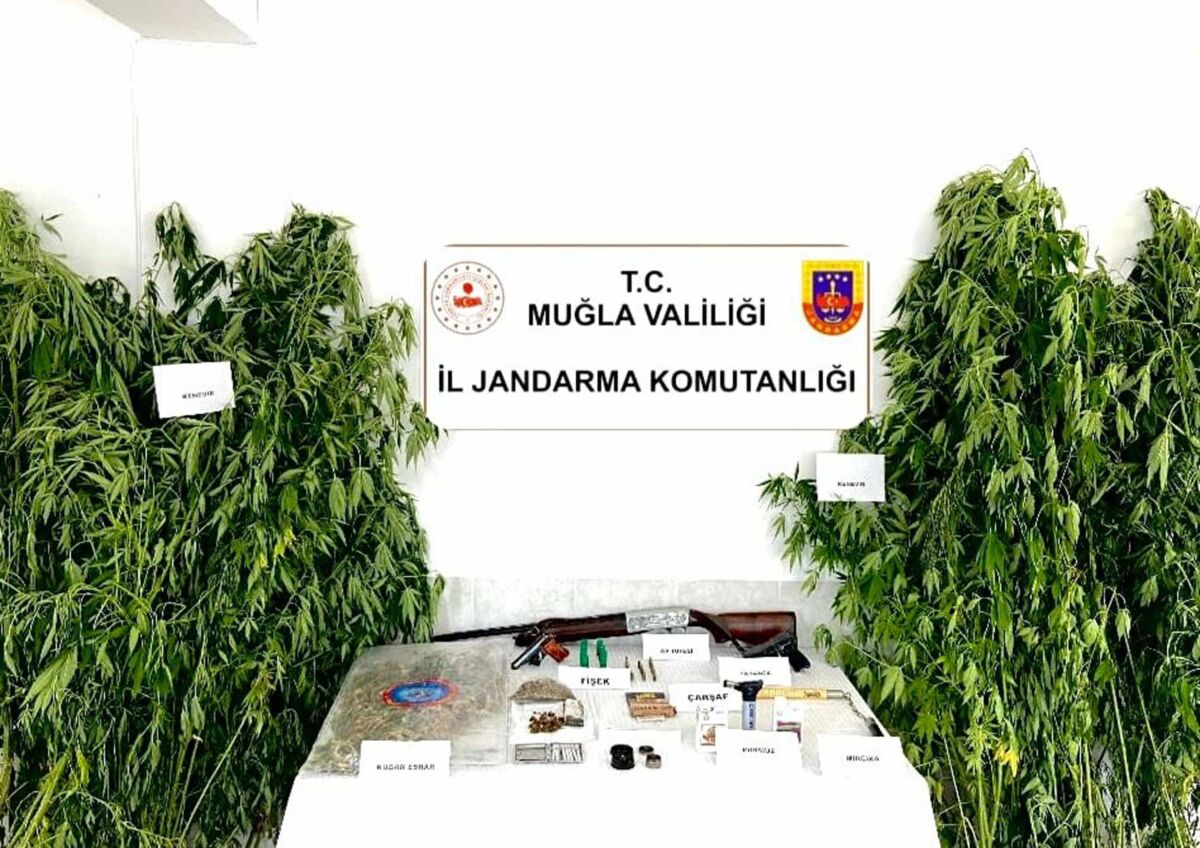 Muğla’nın Ortaca ilçesinde jandarmanın düzenlediği operasyonda 250 kök hintkeneviri ve