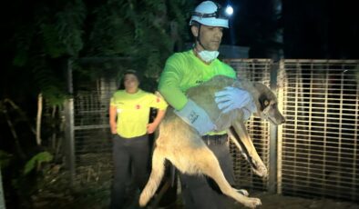 Büyükşehir ekipleri yangında mahsur kalan 335 hayvanı da kurtardı: Bakımevlerine nakledildiler