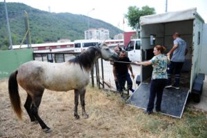 Karşıyaka Belediyesi, bir süredir sokaklarda başıboş şekilde dolaştıkları tespit edilen