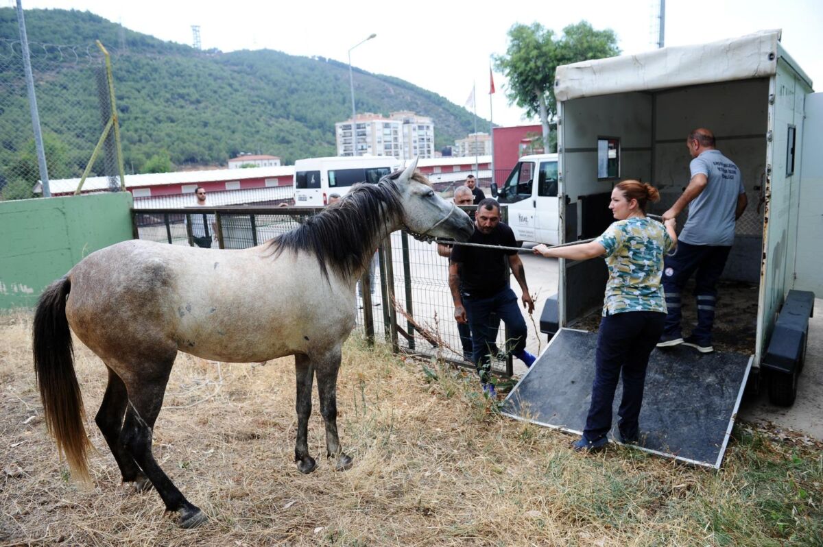 Karşıyaka Belediyesi, bir süredir sokaklarda başıboş şekilde dolaştıkları tespit edilen